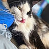 Batman a rejoint le concours — aidez-le/la à gagner de superbes lots ! cat, black_and_white, fluffy, tongue_out, close_up, pet, animal, whiskers, fur, relaxed, indoor, cute, portrait, laying_down, yellow_eyes, muzzle, nose, soft_texture, focus, cozy