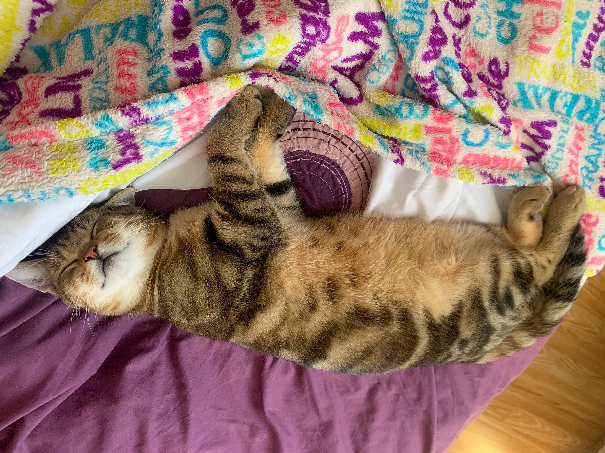 Soya joined the competition — help win amazing prizes! art, bed, carnivore, cat, cat_bed, comfort, couch, domestic_short_haired_cat, fawn, felidae, fur, linens, nap, pattern, paw, sleep, small_to_medium_sized_cats, tail, textile, whiskers