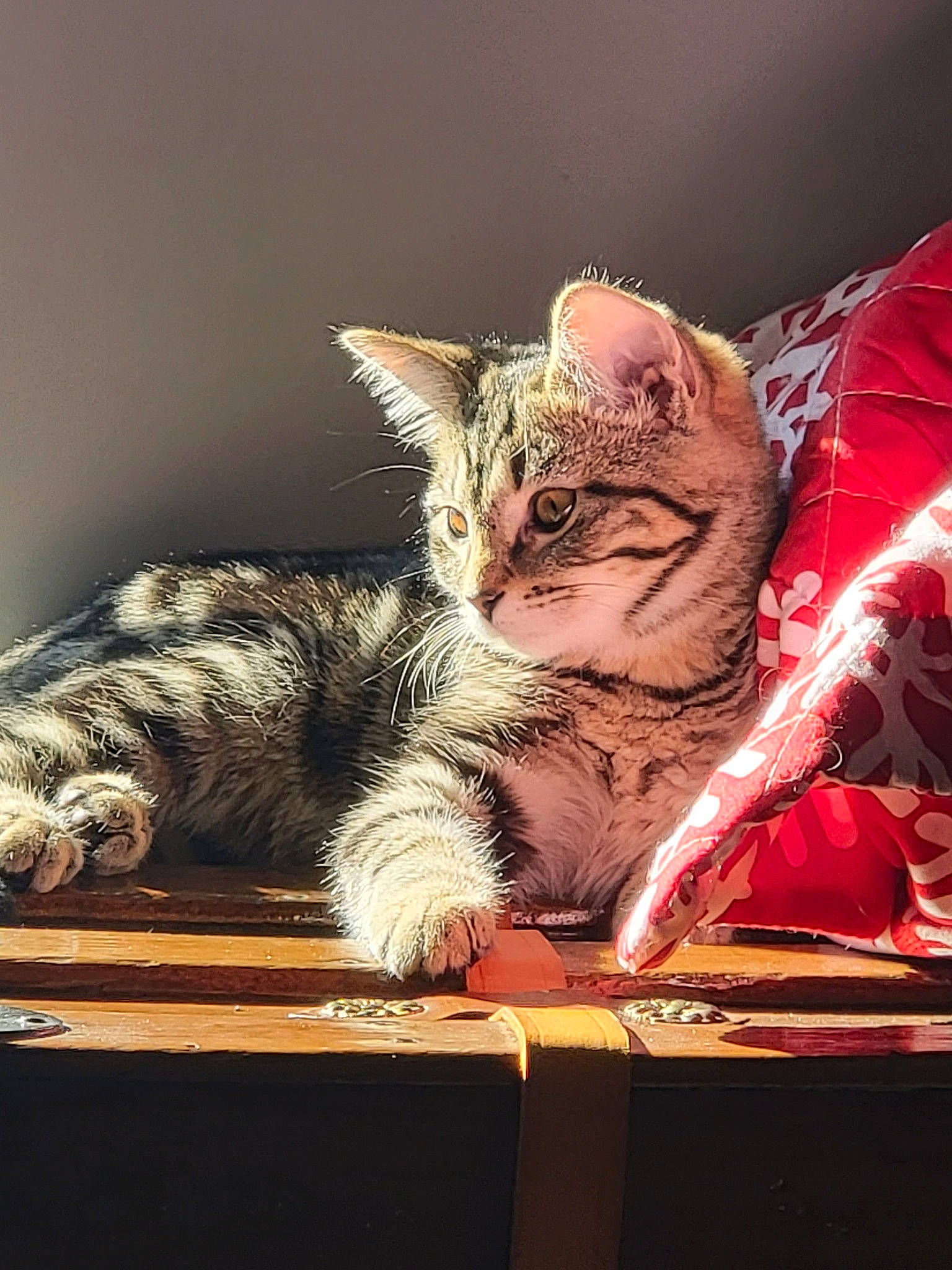 Arrow is registered to the contest to win money with this photo: carmine, carnivore, cat, claw, comfort, darkness, felidae, flesh, fur, paw, plant, rectangle, sitting, small_to_medium_sized_cats, snout, still_life_photography, tints_and_shades, visual_arts, whiskers, window