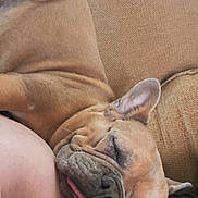 Cheeba joined the competition — help win amazing prizes! dog, french_bulldog, sleeping, tongue_out, couch, brown, pet, close_up, resting, indoor, cozy, cute, animal, companion, relaxed, face, fur, ears, nose, snout