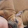 dog, french_bulldog, sleeping, tongue_out, couch, brown, pet, close_up, resting, indoor, cozy, cute, animal, companion, relaxed, face, fur, ears, nose, snout