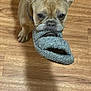 dog, french_bulldog, pet, indoor, wooden_floor, slipper, playing, curious, animal, brown, cute, canine, domestic, ears, mouth, standing, toy, floor, companion, fun