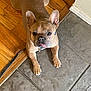 dog, french_bulldog, pet, tongue_out, flooring, wood_floor, tile_floor, indoor, cute, animal, paw, ears, collar, looking_up, brown_dog, small_dog, companion, domestic, playful, friendly