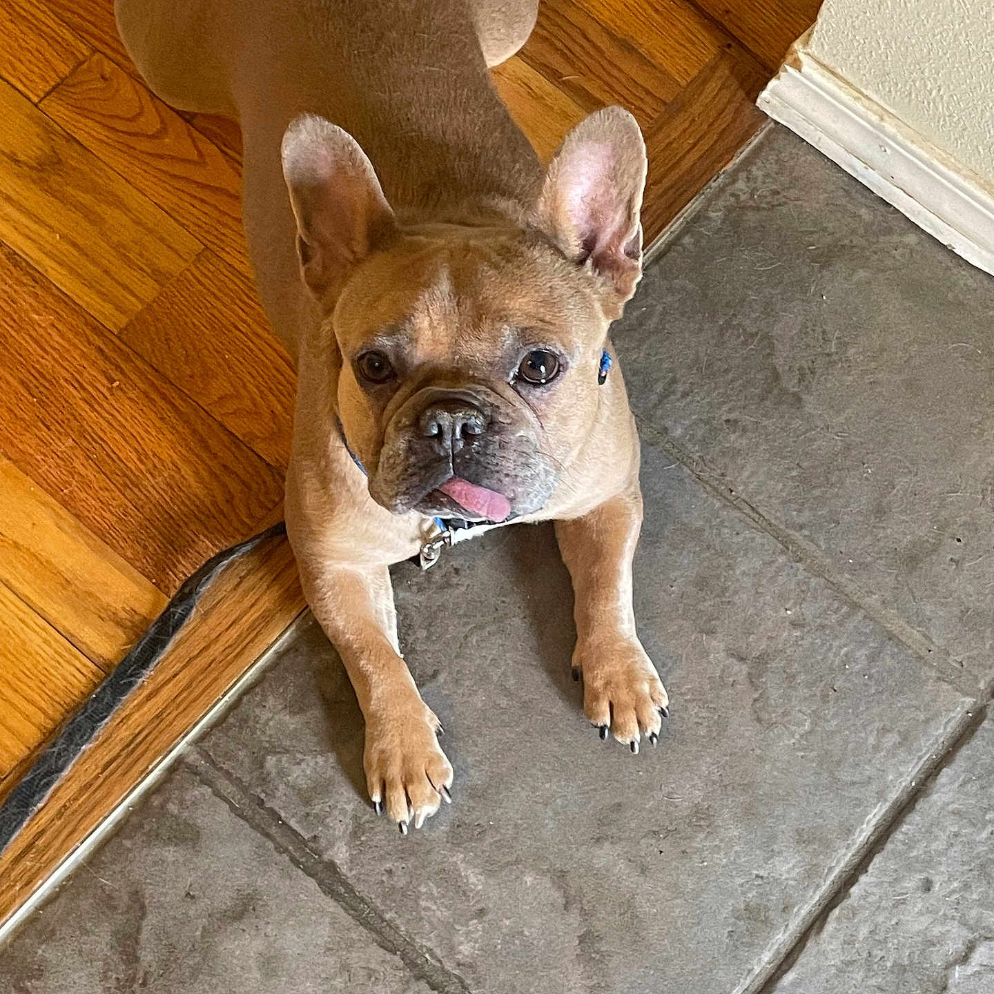 Cheeba is registered to the contest to win money with this photo: animal, brown_dog, collar, companion, cute, dog, domestic, ears, flooring, french_bulldog, friendly, indoor, looking_up, paw, pet, playful, small_dog, tile_floor, tongue_out, wood_floor