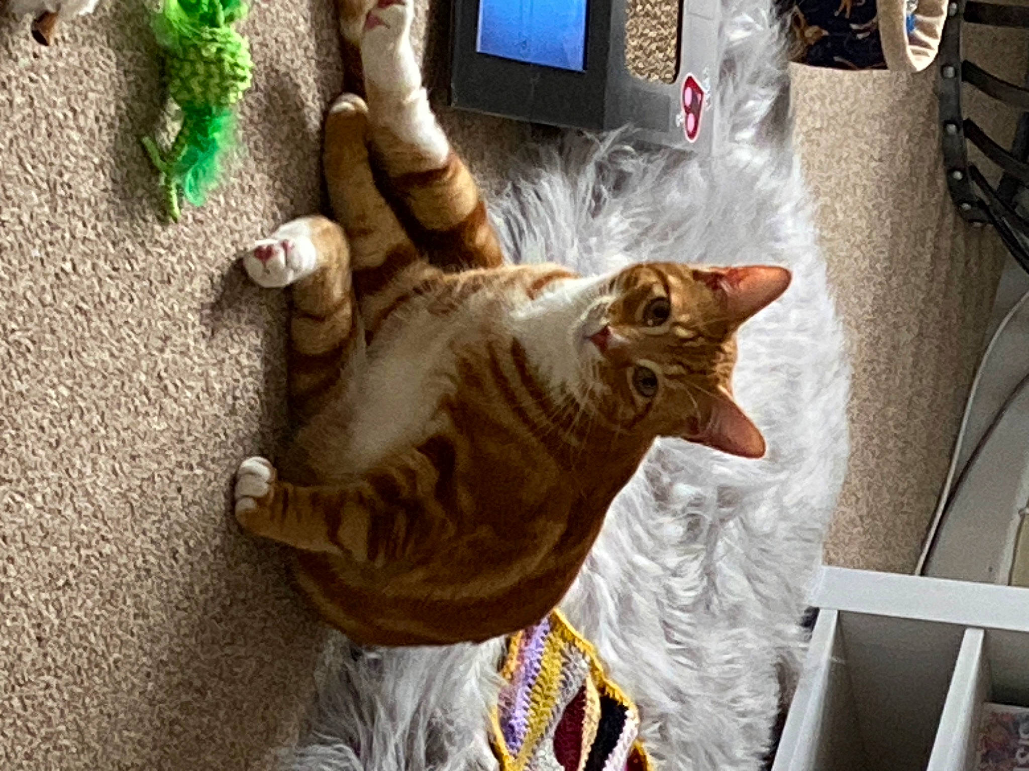 Bobby joined the competition — help win amazing prizes! carnivore, cat, claw, comfort, domestic_short_haired_cat, fawn, felidae, fur, paw, small_to_medium_sized_cats, snout, tail, telephone, whiskers, wood