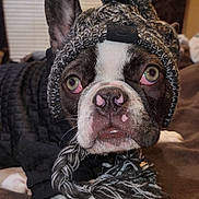 Marty joined the competition — help win amazing prizes! dog, french_bulldog, hat, knit_hat, pom_pom, scarf, black_and_white, pet, indoor, blanket, cozy, cute, animal, portrait, paw, close_up, winter_wear, relaxed, laying, fur