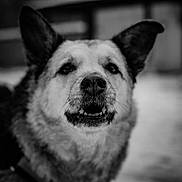 Roméo a rejoint le concours — aidez-le/la à gagner de superbes lots ! animal, black_and_white, blurred_background, canine, close_up, companion, dog, domestic_animal, ears, expression, face, friendly, fur, muzzle, outdoor, pet, portrait, snout, teeth, whiskers