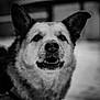 animal, black_and_white, blurred_background, canine, close_up, companion, dog, domestic_animal, ears, expression, face, friendly, fur, muzzle, outdoor, pet, portrait, snout, teeth, whiskers