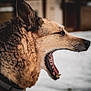Roméo a rejoint le concours — aidez-le/la à gagner de superbes lots ! animal, black_fur, brown_fur, canine, close_up, collar, daylight, dog, fur, mouth_open, muzzle, nature, outdoor, pet, portrait, profile, snow, teeth, winter, yawning