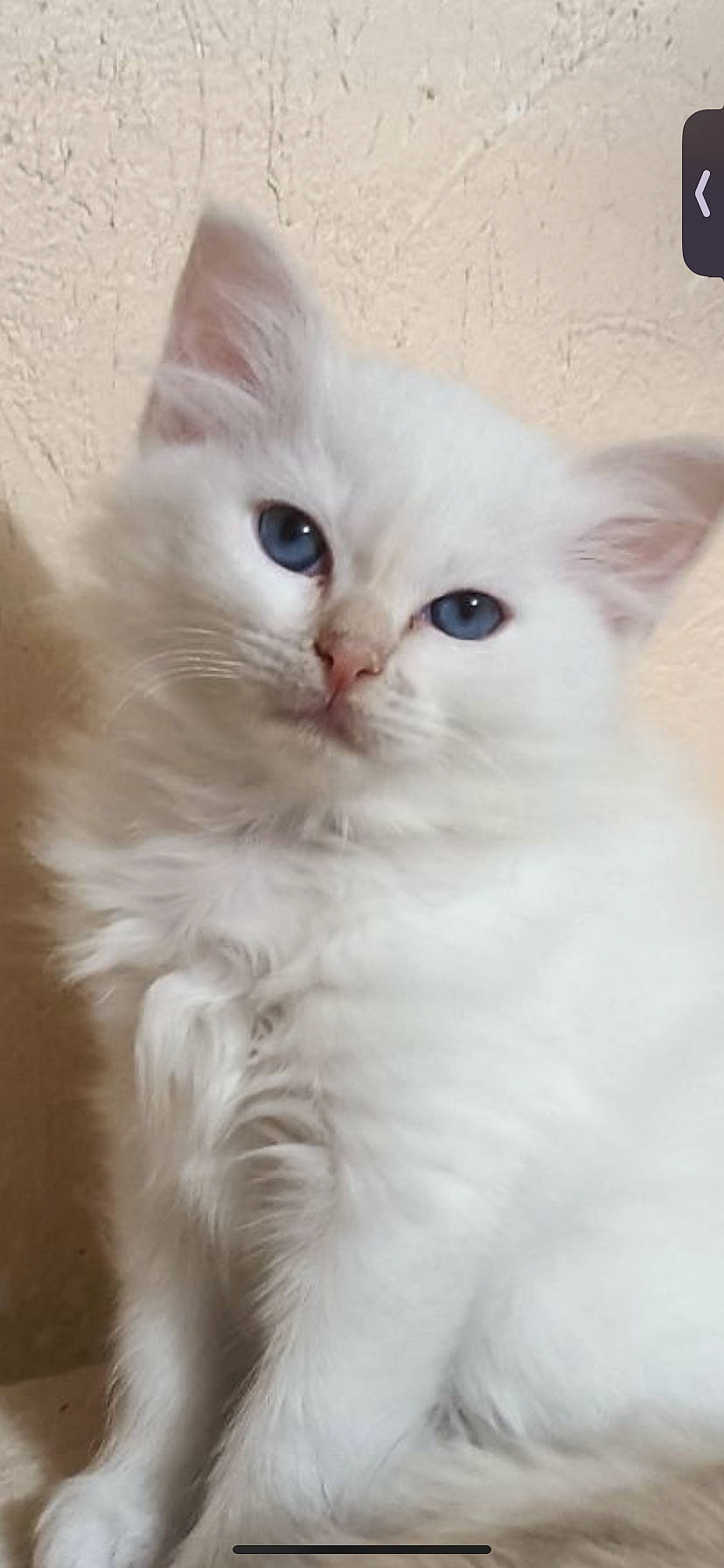 Leloo participe au concours pour gagner de l'argent avec cette photo : carnivore, cat, claw, comfort, domestic_short_haired_cat, ear, eye, felidae, fur, head, jaw, paw, small_to_medium_sized_cats, snout, tail, terrestrial_animal, whiskers