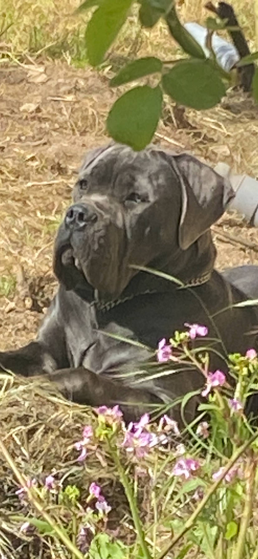 Tyron participe au concours pour gagner de l'argent avec cette photo : annual_plant, canidae, carnivore, companion_dog, dog, dog_breed, fawn, flower, flowering_plant, grass, groundcover, gun_dog, liver, molosser, plant, snout, sporting_group, terrestrial_animal, working_animal, wrinkle