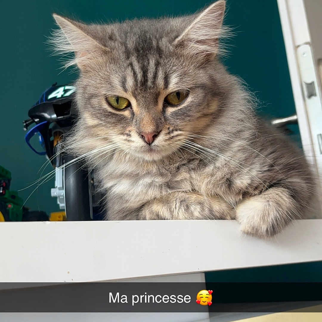 Plume participe au concours pour gagner de l'argent avec cette photo : abyssinian, angora, animal, cat, closet, computer, desk, doctor, electronics, furniture, hardware, helmet, kitten, laptop, manx, pc, person, pet, shelf, table