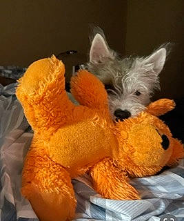 Patch is registered to the contest to win money with this photo: canidae, carnivore, claw, companion_dog, dog_breed, dog_toy, fawn, felidae, fur, non_sporting_group, paw, plush, small_terrier, snout, stuffed_toy, tail, terrier, toy, toy_dog, whiskers