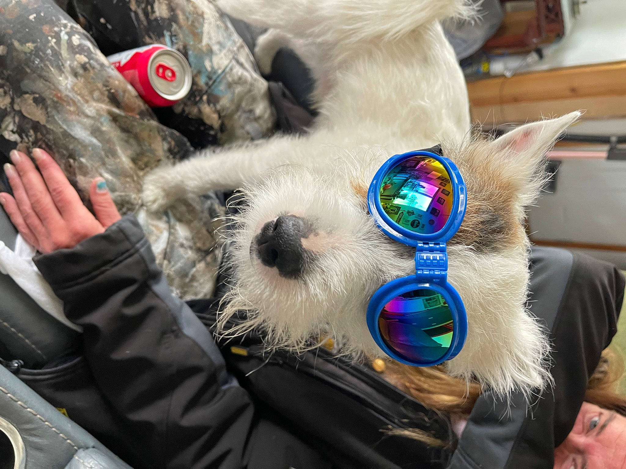 Patch is registered to the contest to win money with this photo: beard, cap, carnivore, companion_dog, dog_breed, dog_clothes, eyewear, fawn, felidae, fur, fur_clothing, glove, personal_protective_equipment, plush, small_to_medium_sized_cats, snout, stuffed_toy, sunglasses, toy, whiskers