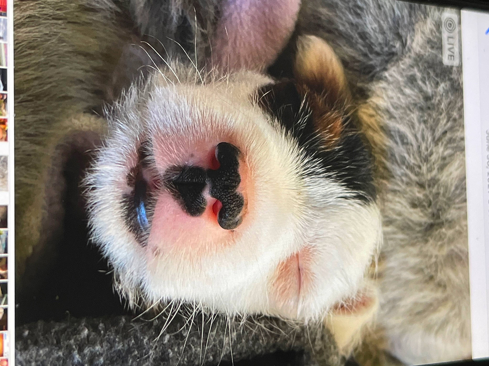 Patch joined the competition — help win amazing prizes! art, canidae, carnivore, close_up, companion_dog, dog, dog_breed, eyelash, fawn, fur, organism, paw, photo_caption, primate, snout, sporting_group, terrestrial_animal, visual_arts, whiskers, wildlife