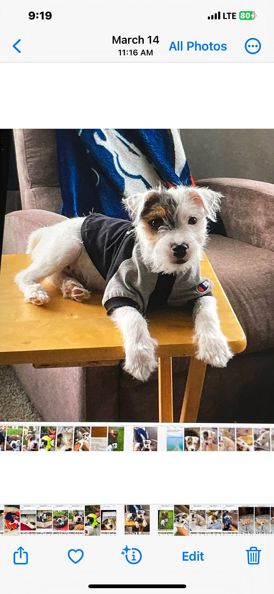 Patch joined the competition — help win amazing prizes! canidae, carnivore, chair, collar, companion_dog, couch, dog, dog_breed, dog_clothes, dog_supply, font, pet_supply, rectangle, sitting, small_terrier, sporting_group, square, terrier, toy_dog, working_animal