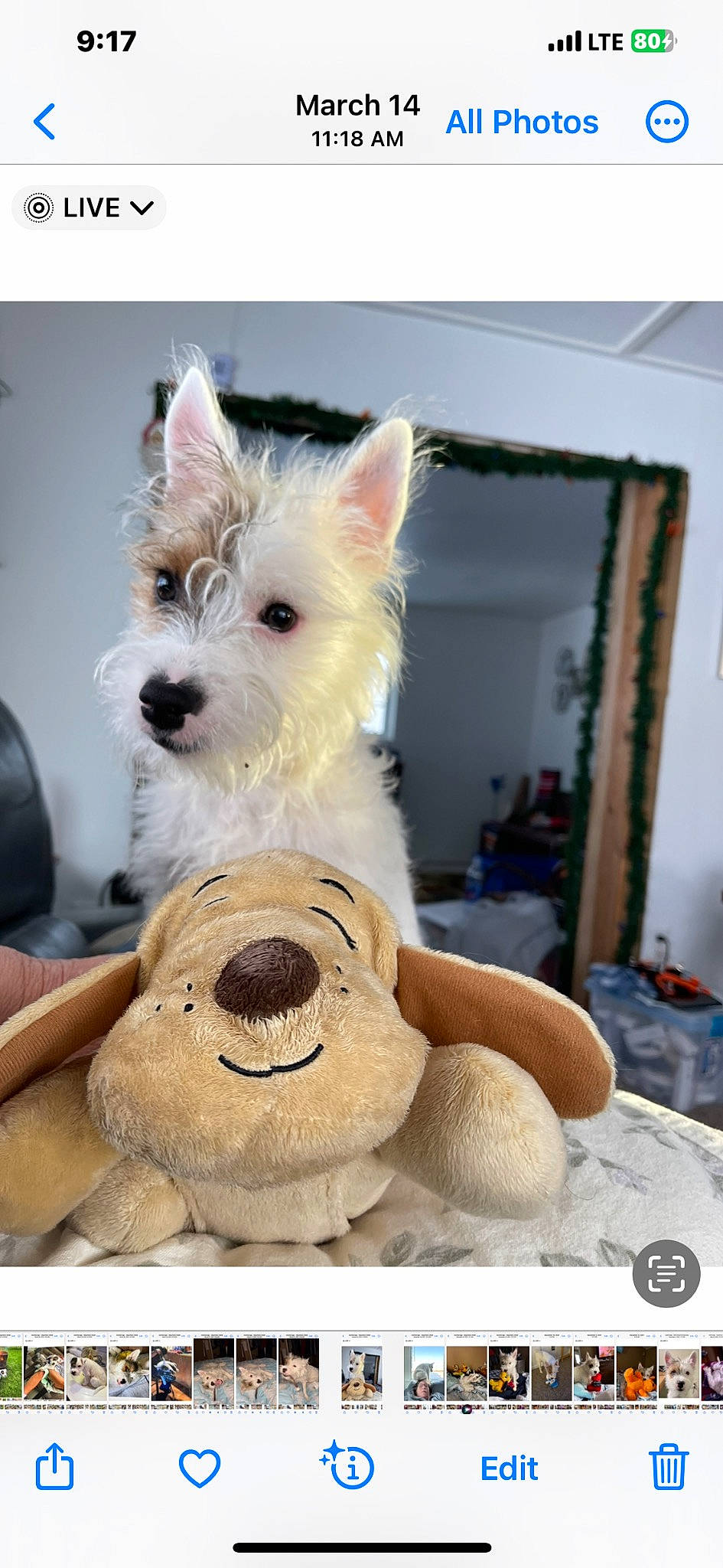 Patch joined the competition — help win amazing prizes! canidae, carnivore, companion_dog, dog, dog_breed, dog_supply, fur, mammal, non_sporting_group, picture_frame, small_terrier, smile, snout, sporting_group, terrier, toy, toy_dog