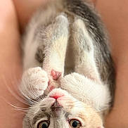 Bulma participe au concours pour gagner de l'argent avec cette photo : cat, kitten,  upside_down, tabby, white_fur, gray_fur, pet, animal, face, eyes, whiskers, paws, lying_down, relaxed, playful, indoors, lap, person, close_up, portrait