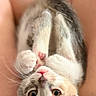 cat, kitten,  upside_down, tabby, white_fur, gray_fur, pet, animal, face, eyes, whiskers, paws, lying_down, relaxed, playful, indoors, lap, person, close_up, portrait