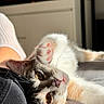 Bulma a rejoint le concours — aidez-le/la à gagner de superbes lots ! cat, pet, animal, indoor, portrait, close_up, whiskers, paw, pink_paw_pads, tabby, white_fur, brown_fur, lying_down, upside_down, relaxed, sunlight, lap, person, couch, home