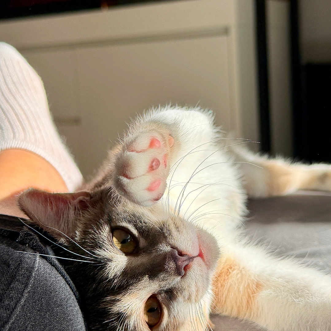 Bulma a rejoint le concours — aidez-le/la à gagner de superbes lots ! cat, pet, animal, indoor, portrait, close_up, whiskers, paw, pink_paw_pads, tabby, white_fur, brown_fur, lying_down, upside_down, relaxed, sunlight, lap, person, couch, home