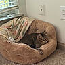 Rocket Blue joined the competition — help win amazing prizes! cat, tabby_cat, pet, animal, sleeping, lounging, relaxed, paw, whiskers, fur, striped_fur, pet_bed, plush_bed, blanket, window, indoor, home, carpet, cozy, portrait