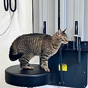Rocket Blue joined the competition — help win amazing prizes! cat, tabby_cat, animal, pet, feline, standing, stool, veterinary_clinic, medical_equipment, indoor, portrait, side_profile, striped_fur, whiskers, ears, tail, black_stool, white_wall, clinical_setting, photography