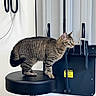 cat, tabby_cat, animal, pet, feline, standing, stool, veterinary_clinic, medical_equipment, indoor, portrait, side_profile, striped_fur, whiskers, ears, tail, black_stool, white_wall, clinical_setting, photography