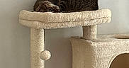 Rocket Blue is registered to the contest to win money with this photo: cat, tabby, sleeping, curled_up, pet, feline, cat_tree, scratching_post, cozy, indoor, home, furniture, beige, fluffy, relaxed, resting, cubby, pom_pom, wall, portrait