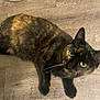 cat, tortoiseshell, pet, animal, floor, wooden_floor, indoor, whiskers, eyes, fur, curious, looking_up, mammal, domestic_animal, close_up, four_legs, feline, cute, companion, house_pet