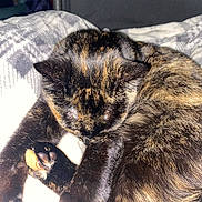 Ivy joined the competition — help win amazing prizes! cat, tortoiseshell_cat, sleeping, curled_up, fur, paw, blanket, cozy, indoor, resting, pet, animal, close_up, soft, relaxed, whiskers, tabby, cute, feline, domestic_animal