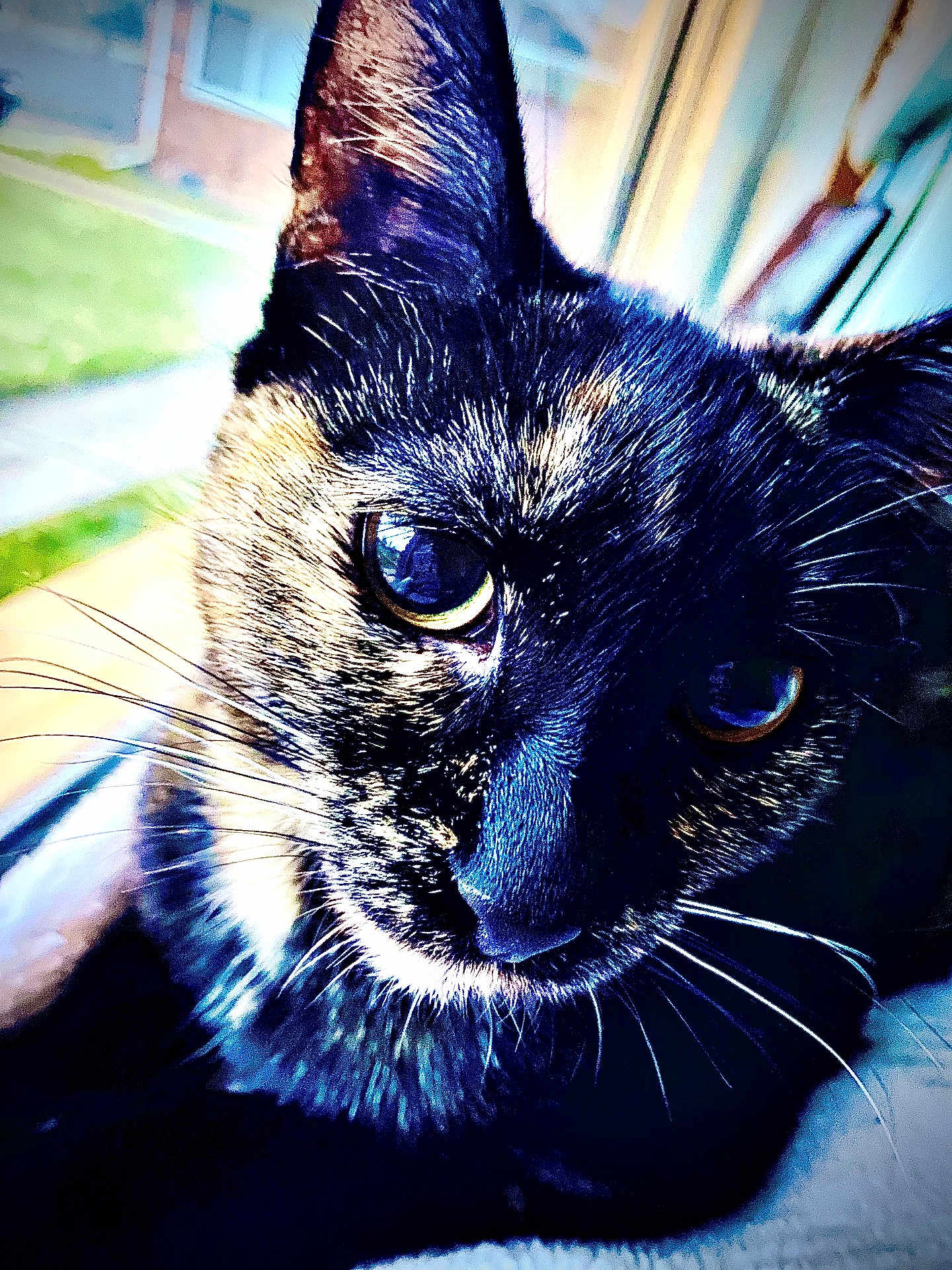 Ivy is registered to the contest to win money with this photo: cat, tortoiseshell, close_up, face, whiskers, fur, eye, pet, animal, curious, indoor, reflection, portrait, mammal, cute, soft_light, focused, nose, ears, domestic