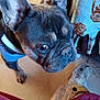 Axel is registered to the contest to win money with this photo: dog, french_bulldog, pet, indoor, close_up, blue_harness, blanket, floor, shoe, croc, curious, animal, canine, snout, ears, wrinkles, brown, fur, paw, looking_up