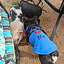 dog, piglet, blue_shirt, outdoor, dirt, table, chair, sniffing, animal, pet, black_piglet, white_and_black_piglet, canine, clothing, metal, cushion, striped, ground, daylight, curious
