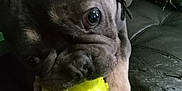 Axel joined the competition — help win amazing prizes! dog, puppy, ball, yellow_ball, leather_couch, close_up, pet, playful, indoor, animal, snout, paw, toy, black_couch, texture, fur, looking, chewing, home, cute