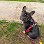 dog, french_bulldog, pet, leash, harness, grass, sidewalk, outdoor, canine, sitting, looking_back, ears_up, curious, small_dog, animal, daylight, nature, ground, walk, companion