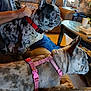 Sativa'S is registered to the contest to win money with this photo: animal, brown, collar, couch, cup, dog, domestic, french_bulldog, furniture, hand, harness, indoor, living_room, person, pet, relaxed, seated, side_view, spotted, table