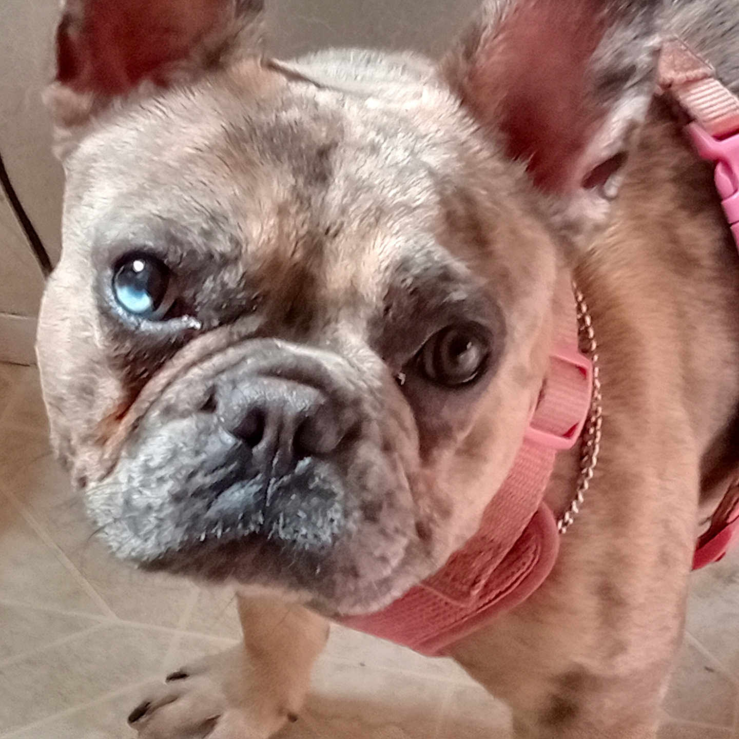 Sativa'S joined the competition — help win amazing prizes! animal, blue_eye, brown, canine, close_up, cute, dog, domestic, ears, face, floor, french_bulldog, indoor, looking, mammal, mixed_color, paw, pet, pink_harness, tile_floor