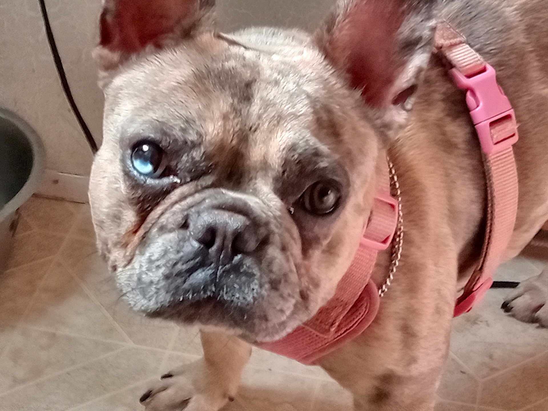 Sativa'S joined the competition — help win amazing prizes! dog, french_bulldog, close_up, pink_harness, indoor, floor, tile_floor, pet, canine, mammal, animal, face, ears, paw, looking, brown, blue_eye, mixed_color, domestic, cute