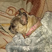 Sativa'S is registered to the contest to win money with this photo: dog, blanket, sleeping, snuggled, cozy, indoor, pet, french_bulldog, fur, collar, resting, comfort, warm, patterned_blanket, animal, cute, domestic, soft, relaxing, closeup