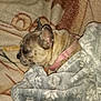 dog, blanket, sleeping, snuggled, cozy, indoor, pet, french_bulldog, fur, collar, resting, comfort, warm, patterned_blanket, animal, cute, domestic, soft, relaxing, closeup