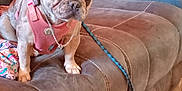 Sativa'S is registered to the contest to win money with this photo: dog, french_bulldog, pet, leash, couch, living_room, furniture, hand, harness, brown, pink, seated, indoor, canine, animal, domestic, curious, person, home, accessory
