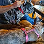 Sativa'S joined the competition — help win amazing prizes! dog, pet, couch, living_room, person, hand, collar, harness, brown_furniture, table, indoor, relaxing, seated, furniture, animal, companionship, casual, domestic, spot_pattern, comfort
