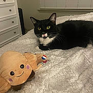 Madeline is registered to the contest to win money with this photo: cat, tuxedo_cat, yellow_eyes, plush_toy, bed, blanket, indoor, furniture, dresser, window_blinds, cozy, pet, animal, smiling_toy, soft_texture, resting, black_and_white, whiskers, cute, relaxed