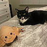 cat, tuxedo_cat, yellow_eyes, plush_toy, bed, blanket, indoor, furniture, dresser, window_blinds, cozy, pet, animal, smiling_toy, soft_texture, resting, black_and_white, whiskers, cute, relaxed