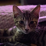 Charley joined the competition — help win amazing prizes! kitten, cat, tabby, animal, pet, close_up, face, whiskers, ears, eyes, fur, indoor, blanket, fabric, cozy, soft_light, portrait, cute, young, domestic_cat