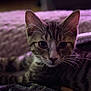 kitten, cat, tabby, animal, pet, close_up, face, whiskers, ears, eyes, fur, indoor, blanket, fabric, cozy, soft_light, portrait, cute, young, domestic_cat
