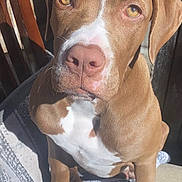 Kiara is registered to the contest to win money with this photo: dog, brown_dog, white_markings, pet, animal, canine, sitting, portrait, closeup, outdoor, sunlight, shadow, blanket, fur, ears, paws, nose, eyes, expression, stone_wall