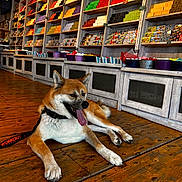 Rocky participe au concours pour gagner de l'argent avec cette photo : dog, indoor, wooden_floor, shelves, colorful, shop, candy, leash, pet, animal, resting, happy, tongue_out, collar, store, merchandise, container, relaxed, brown, white