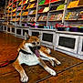 dog, indoor, wooden_floor, shelves, colorful, shop, candy, leash, pet, animal, resting, happy, tongue_out, collar, store, merchandise, container, relaxed, brown, white